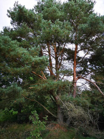 Działka Sprzedaż Świeszewo 8
