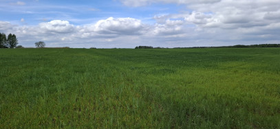 Działka Sprzedaż Bagna